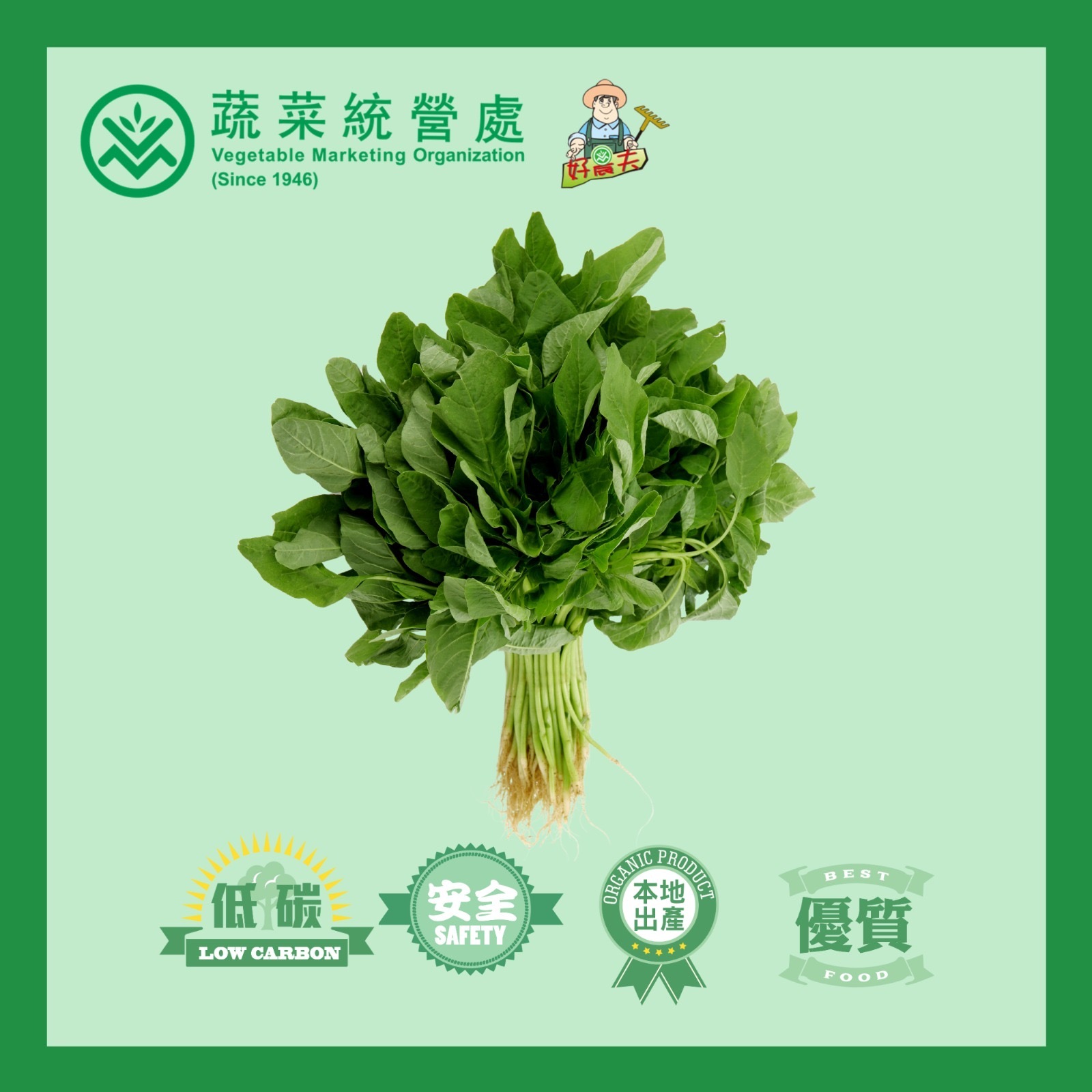 本地有機青莧菜 (斤)