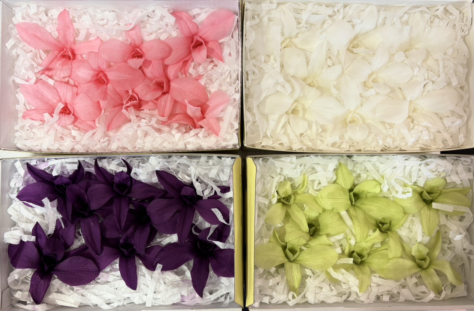 日本Florever永生石斛蘭