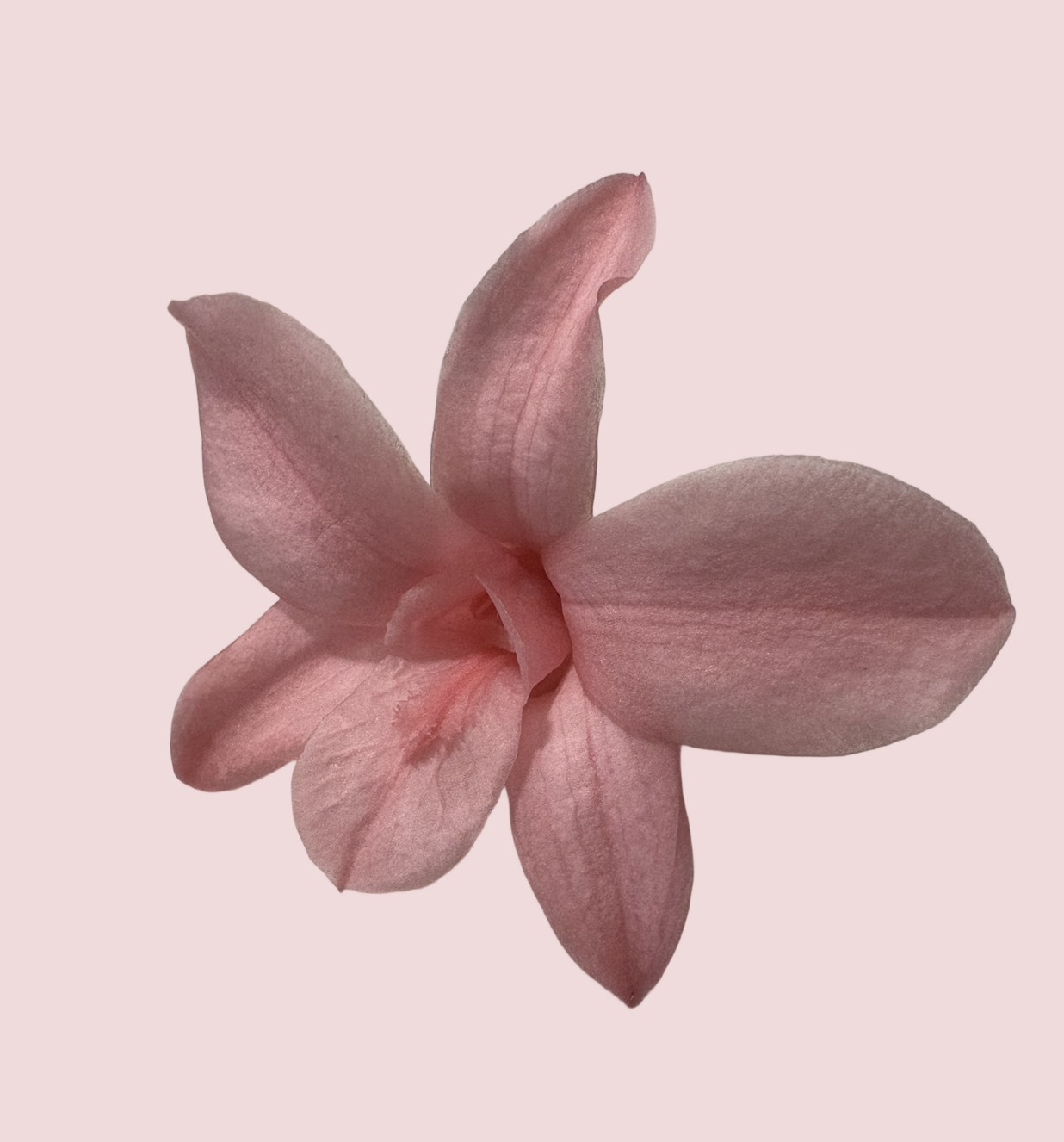 日本Florever永生石斛蘭