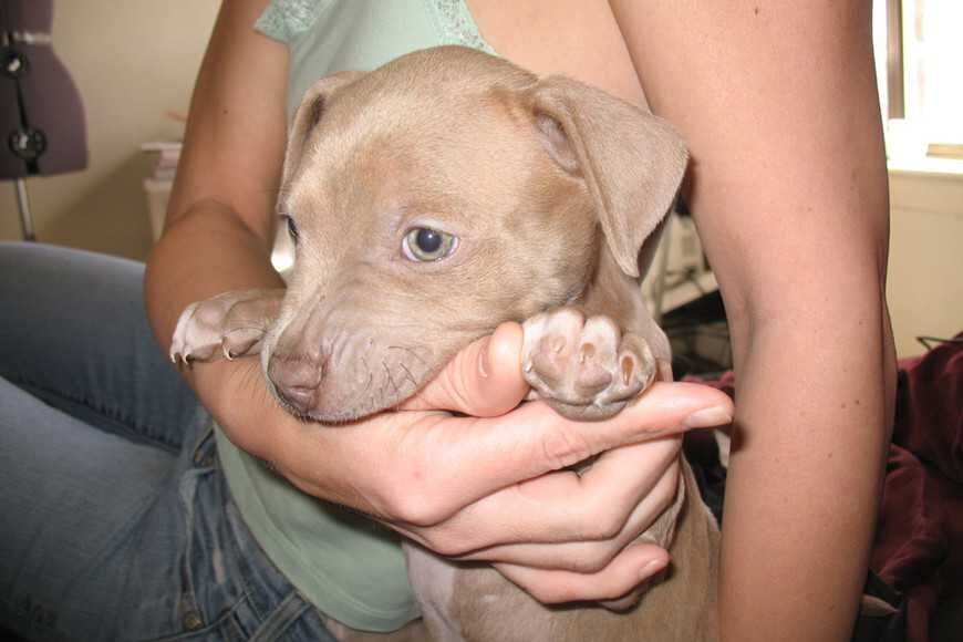 矯正幼犬咬人問題７大方法