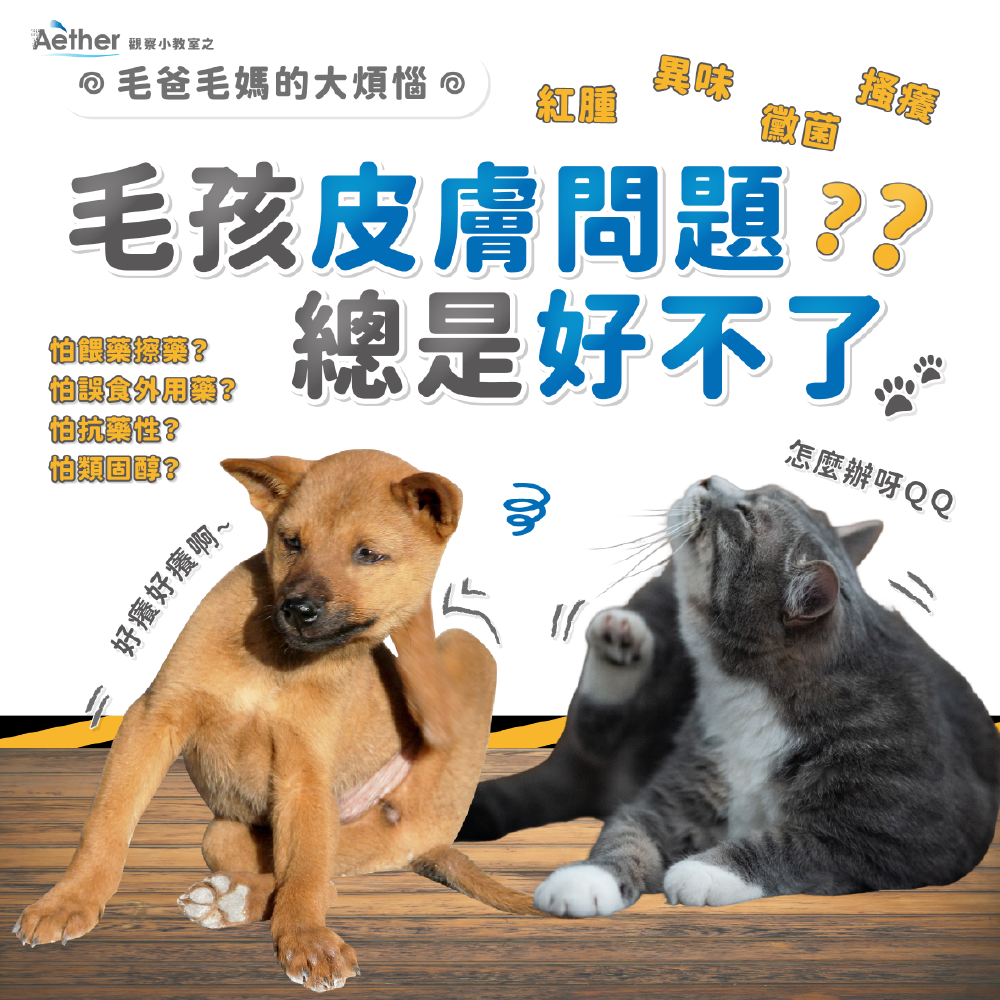 Aether依鈦｜寵物抗菌噴霧/寵物抗菌液補充瓶 狗貓鼠兔皆可用