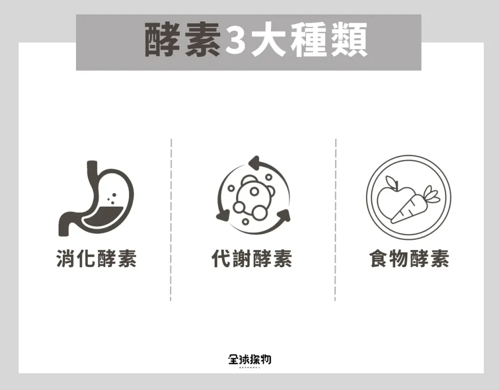 酵素3大種類與來源