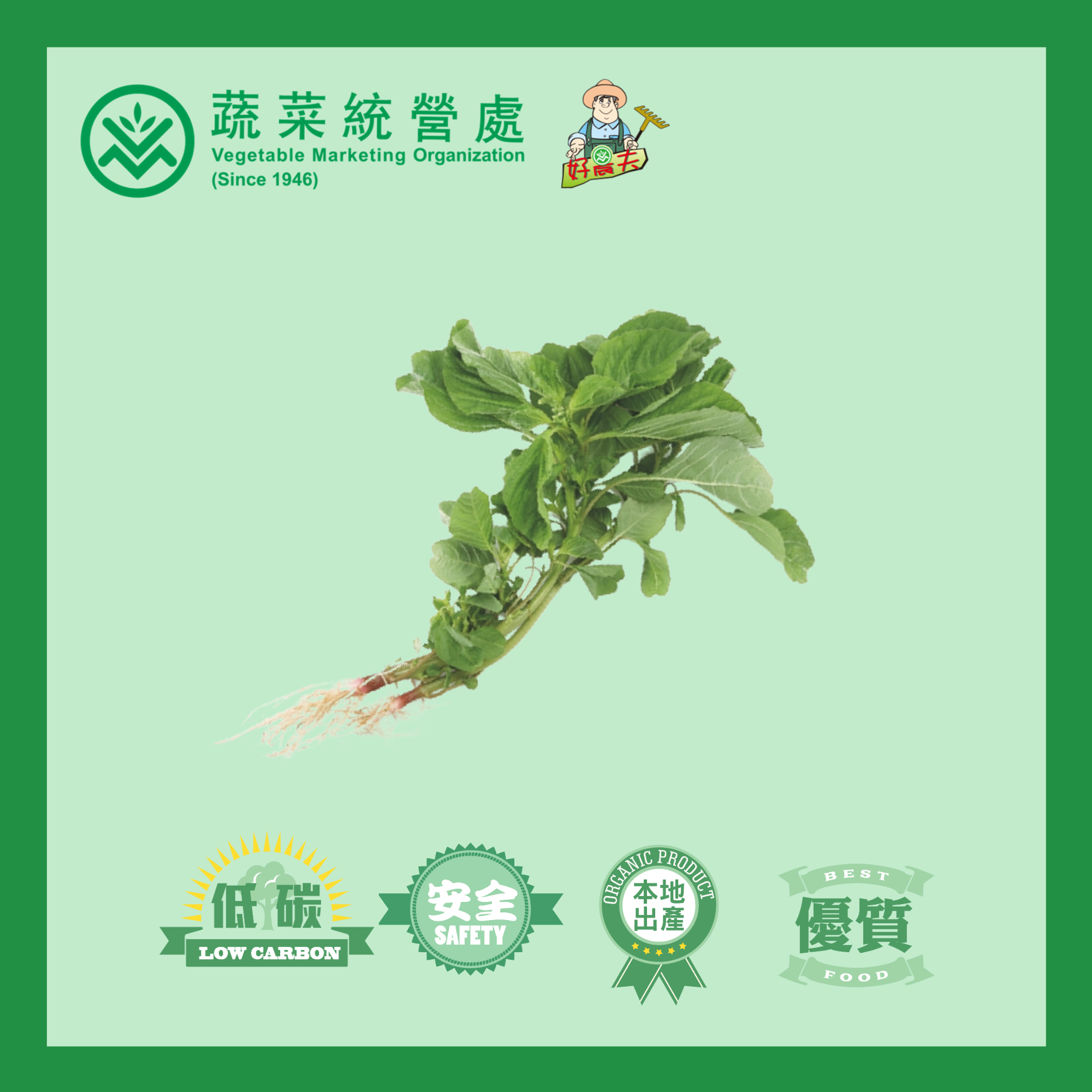 本地有機馬莧菜 (斤)