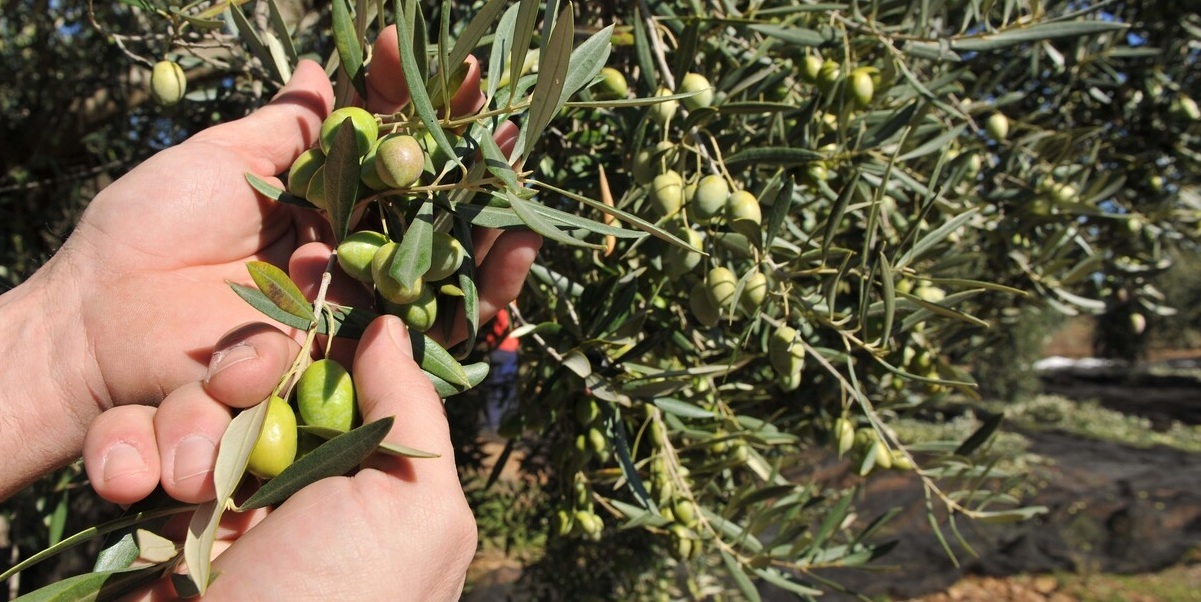 evoo橄欖油推薦|特級初榨橄欖油|EVOO|冷壓初榨橄欖油挑選 - 森森采食