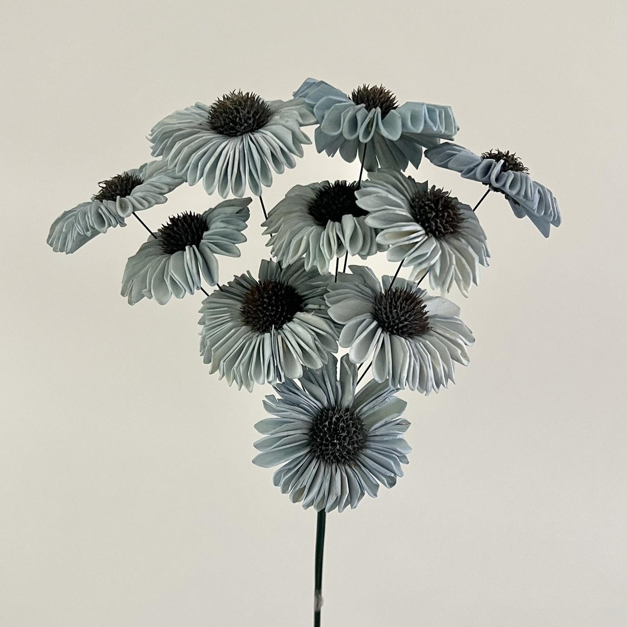 印度索拉太陽花-133919