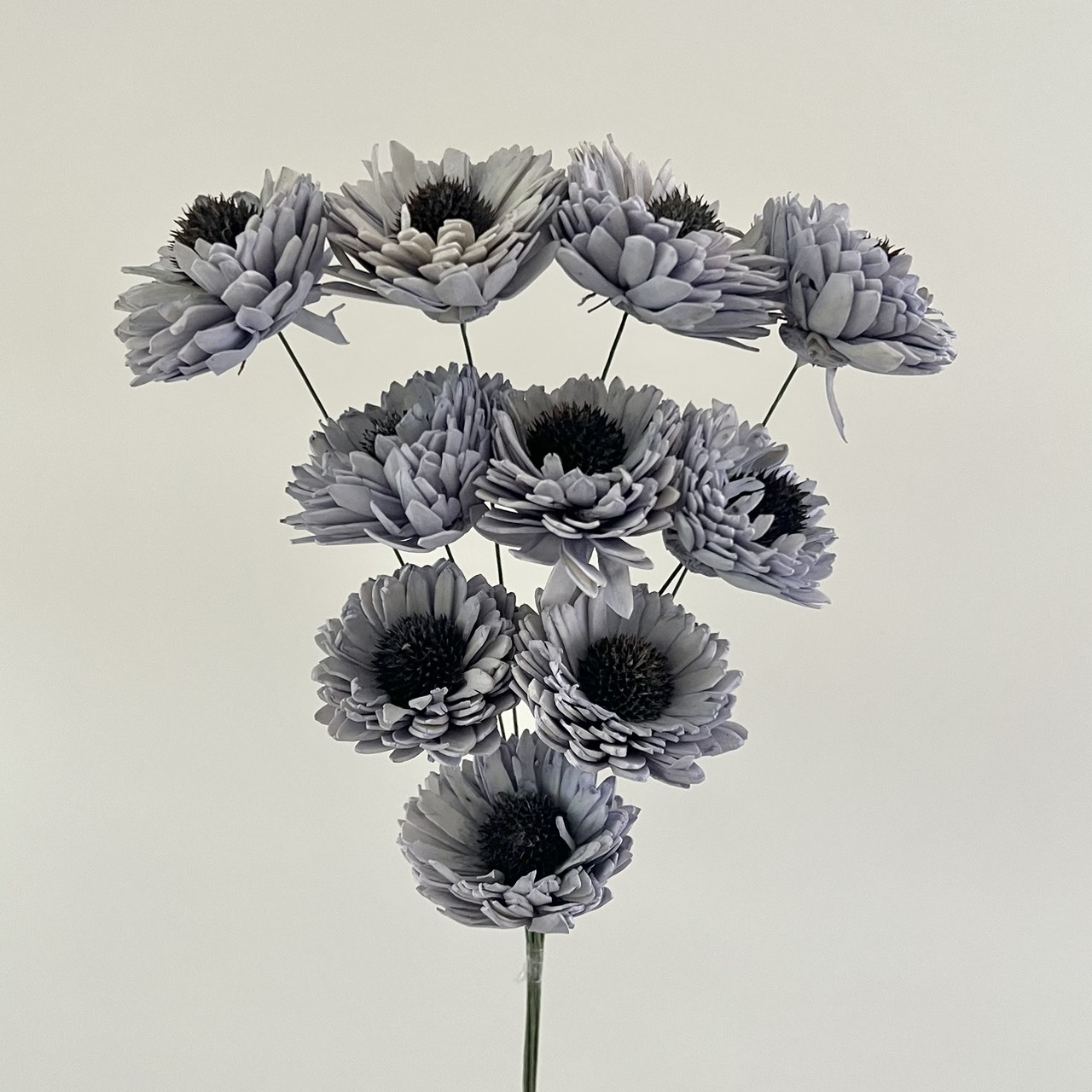 印度索拉百日菊 -153807