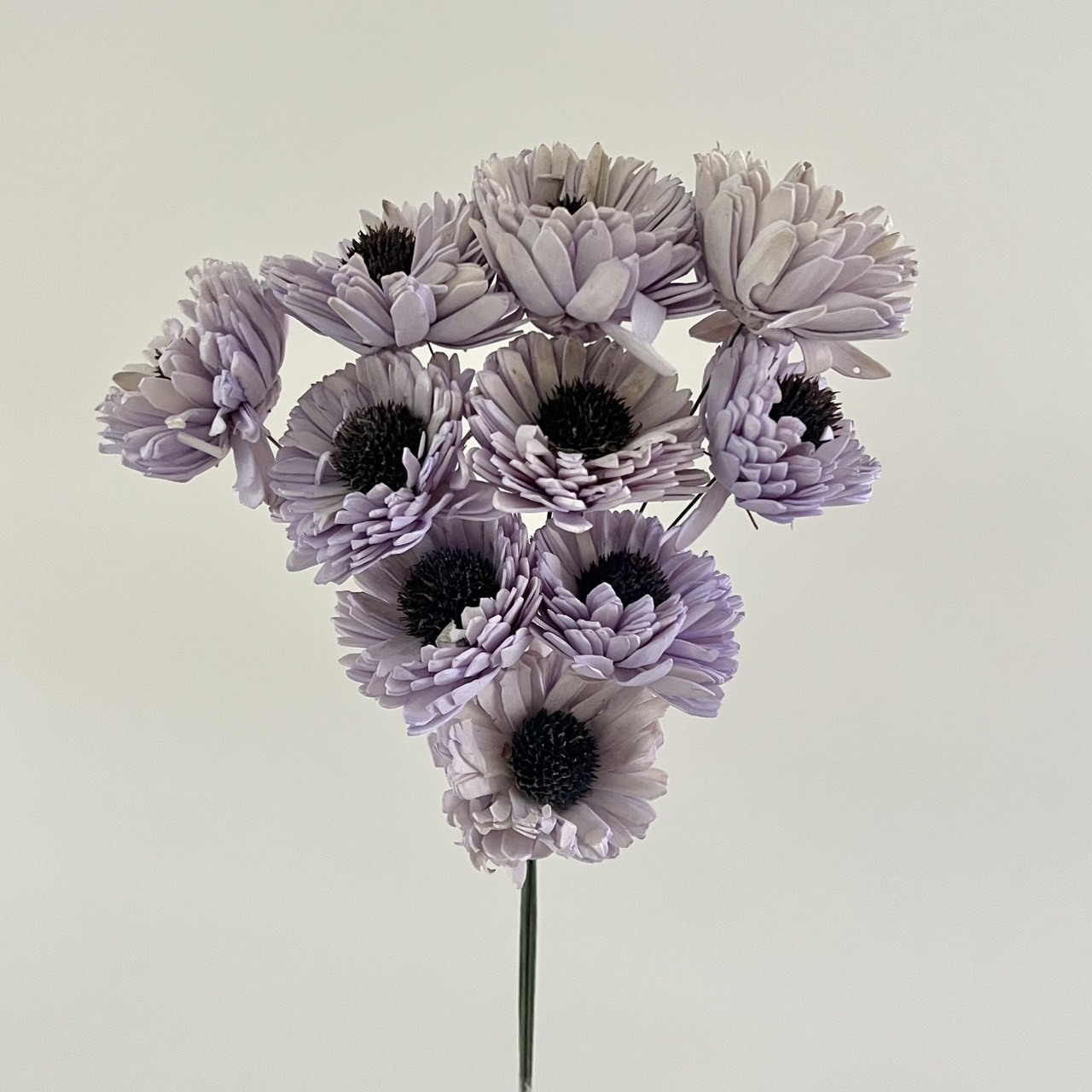 印度索拉百日菊 -6064