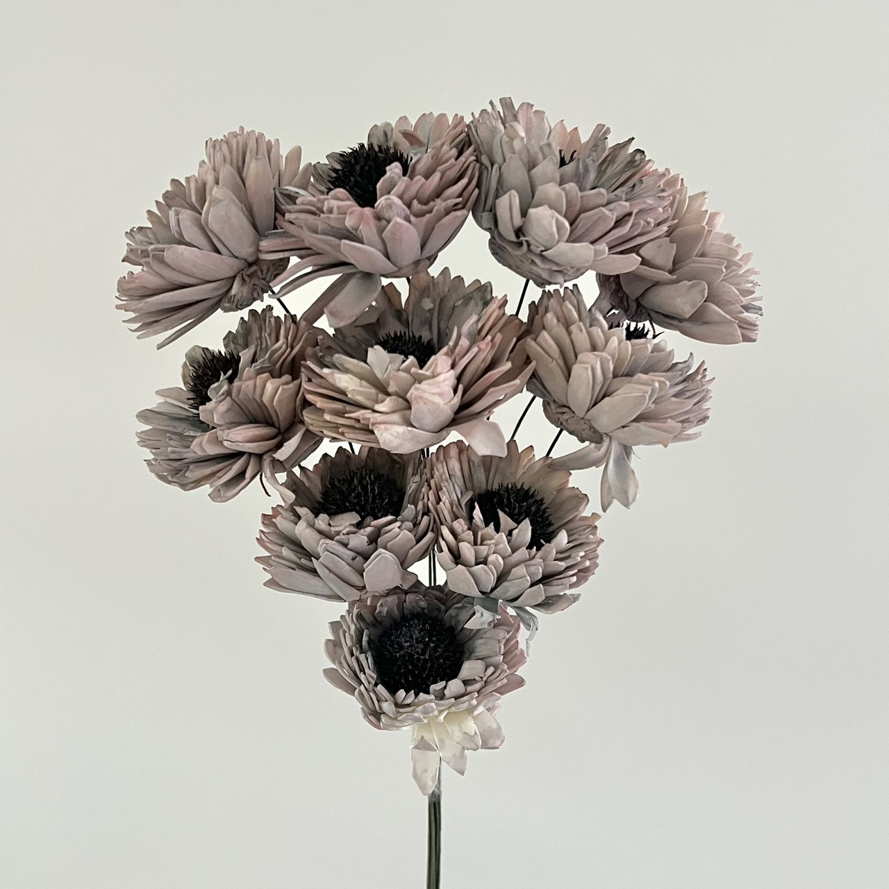 印度索拉百日菊 -131106