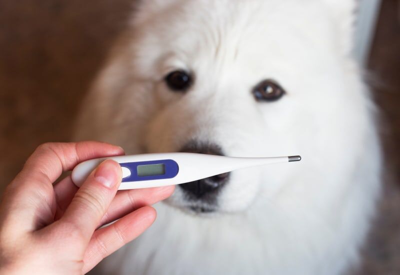 狗狗發燒要怎麼量體溫