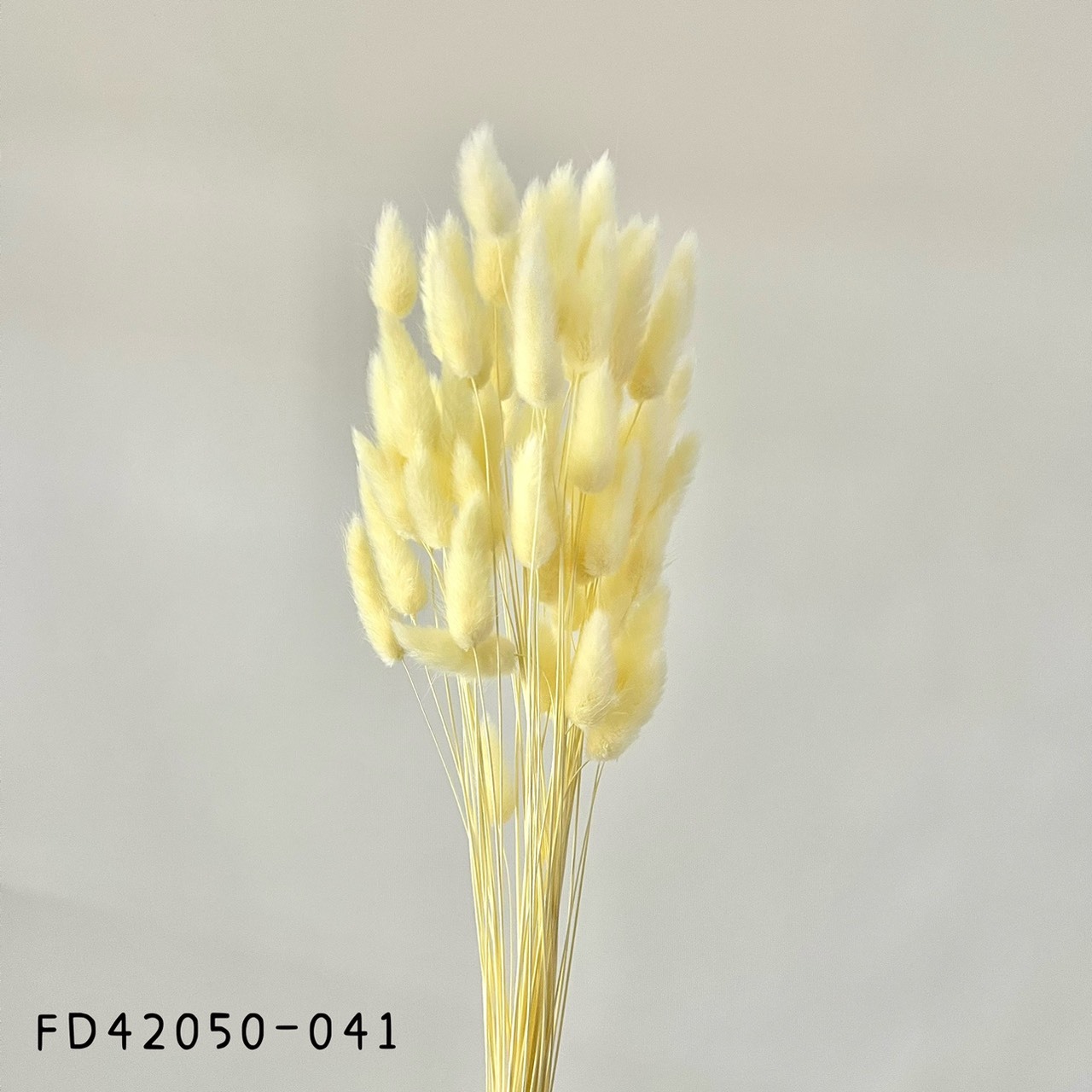 日本兔尾草 42050-041