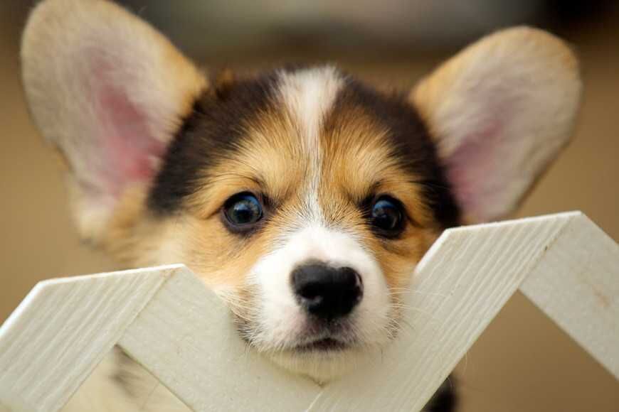 「犬小病毒腸炎」4重點：症狀、治療與疫苗預防一次看懂！