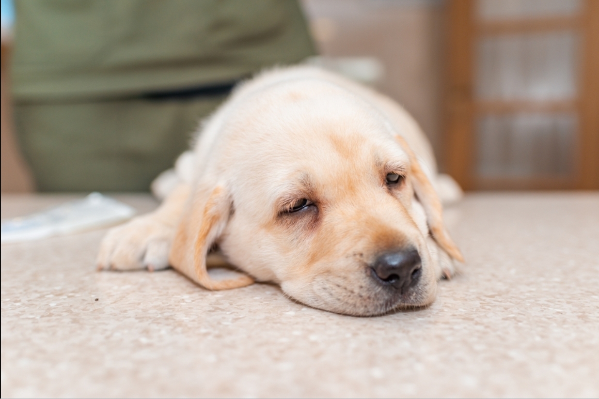 犬小病毒腸炎是什麼？