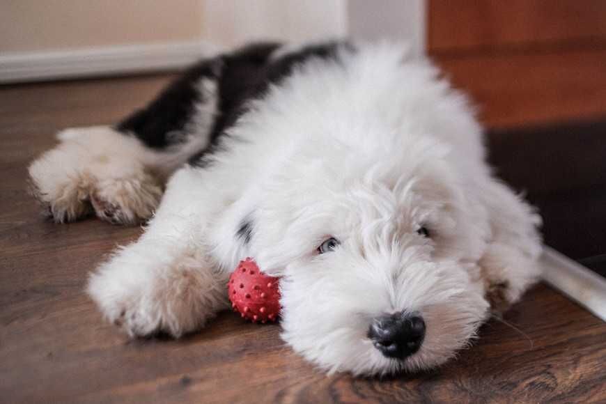 犬小病毒腸炎有哪些症狀？