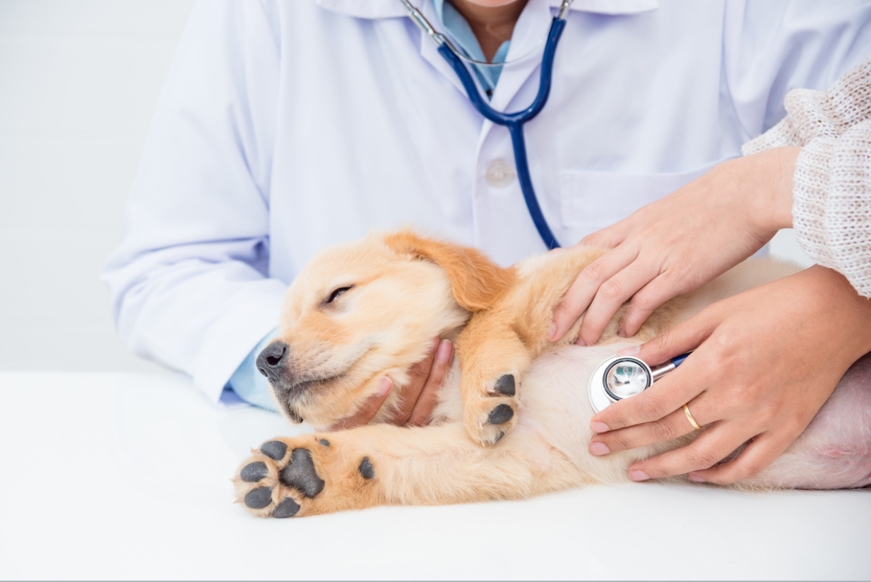 犬小病毒腸炎的檢查方式