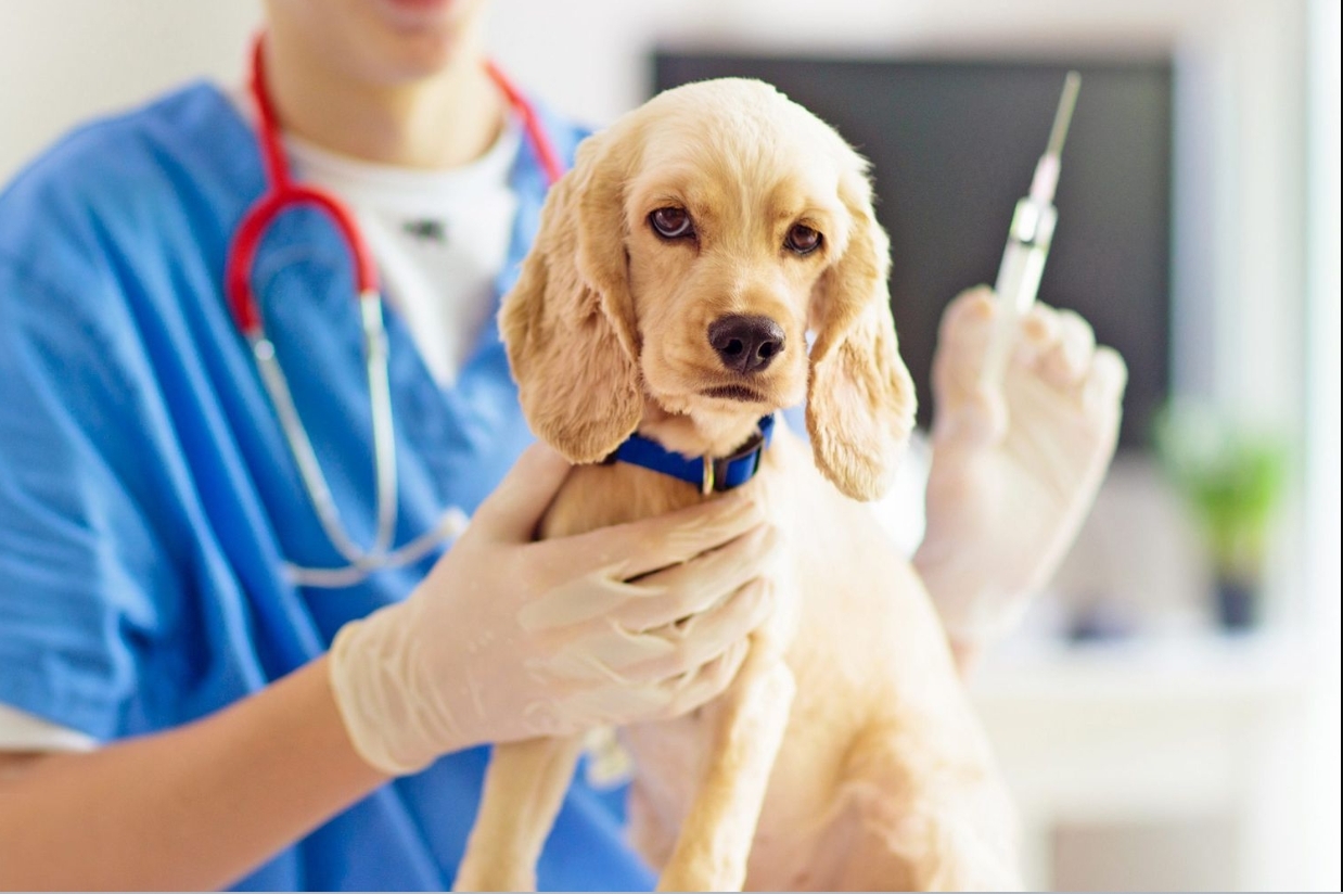 犬小病毒如何治療？支持性照護與疫苗預防是關鍵