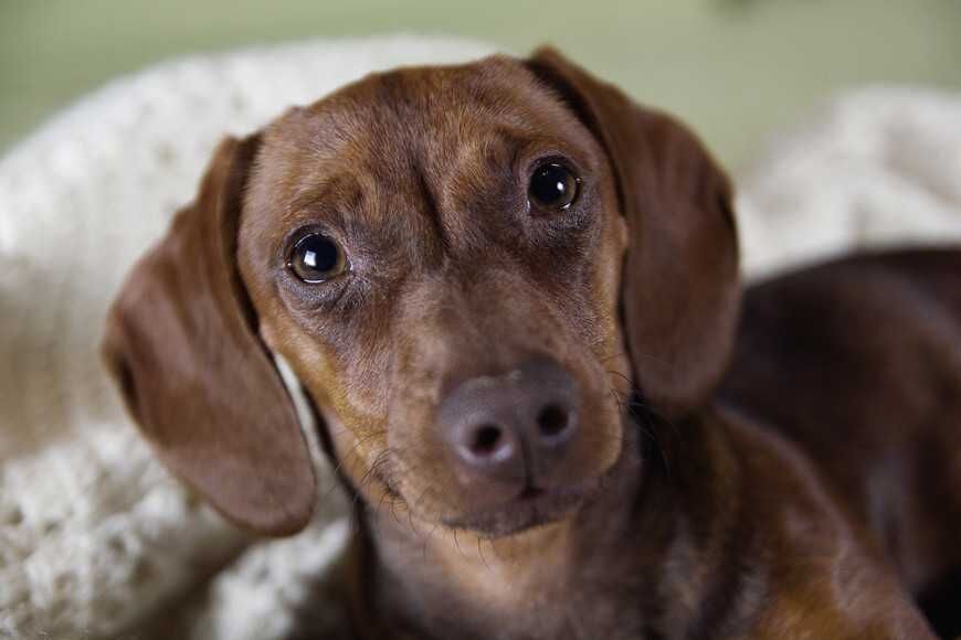 小型犬真的相當深情