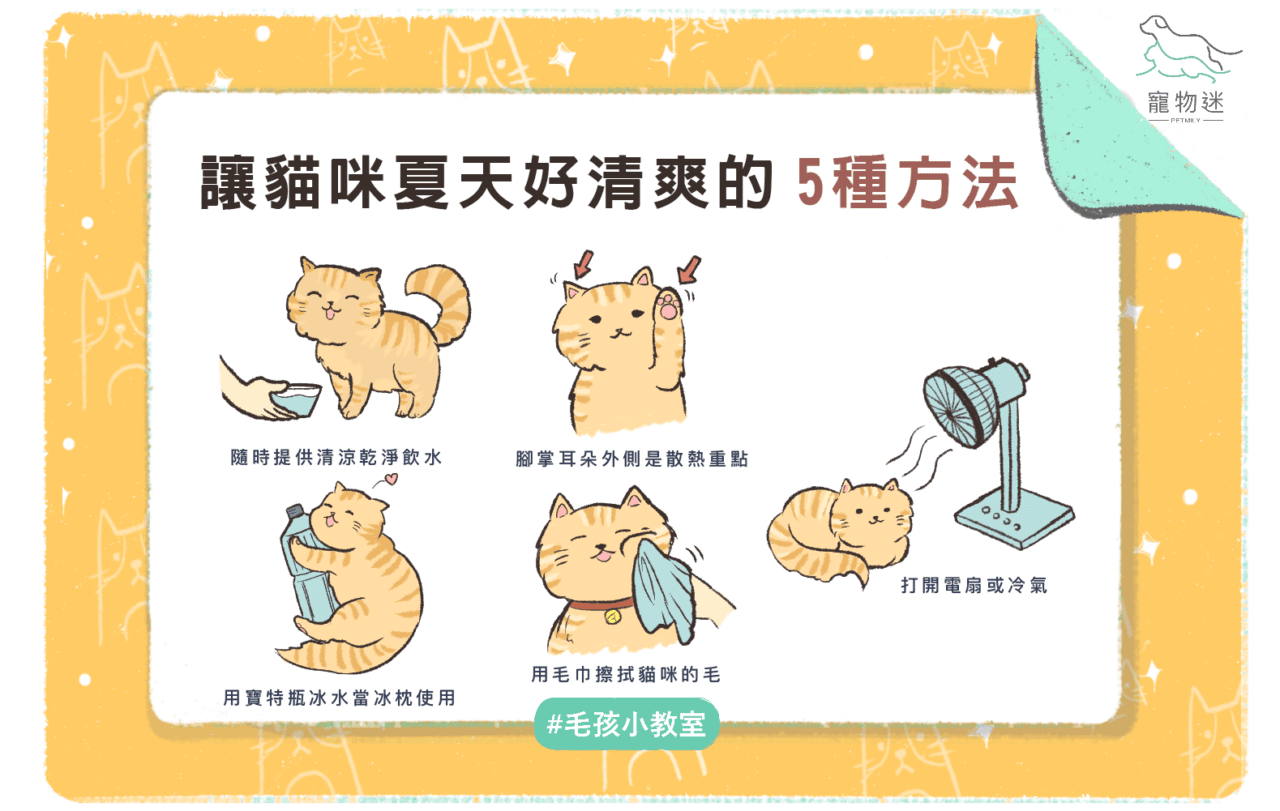 怕貓貓中暑，快用這5招讓牠保持涼快！