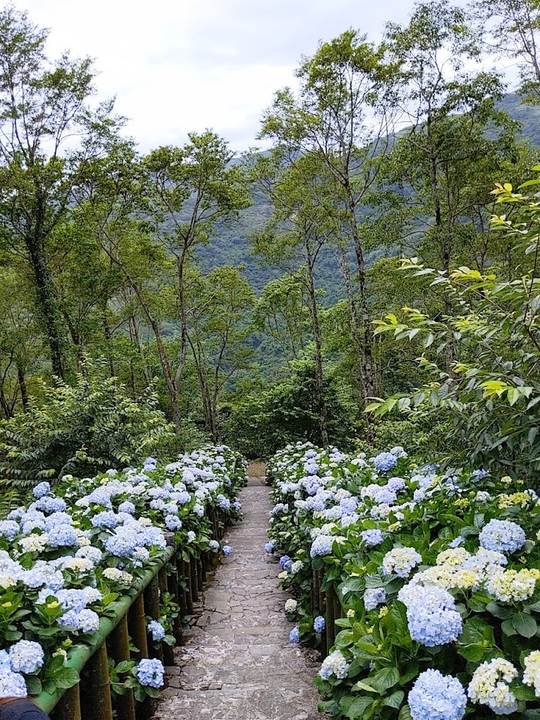 繡球花季時，農場裡的小路兩旁全是藍紫色花球，拍起來有種山海之間的浪漫感。