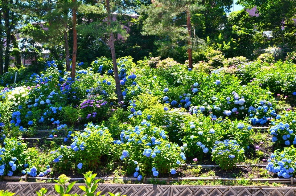 每年大約從 5 月中旬開始繡球花季，花期一路延續到 6 月底到 7 月初。