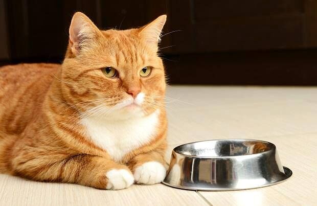 貓飼料 vs. 貓罐頭：貓咪飲食選擇的3大比較重點！