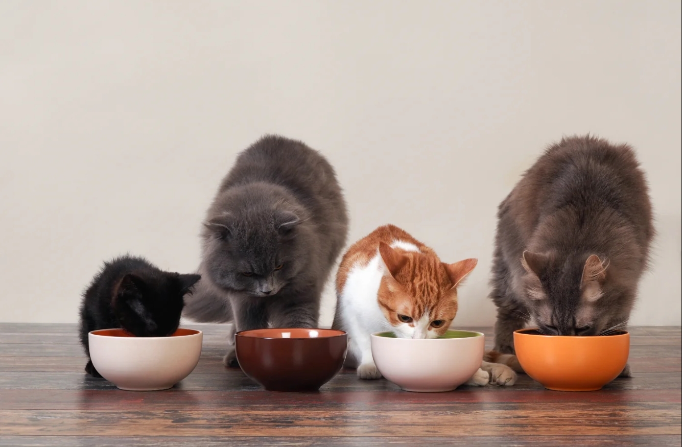 給貓吃乾飼料和主食罐哪個好
