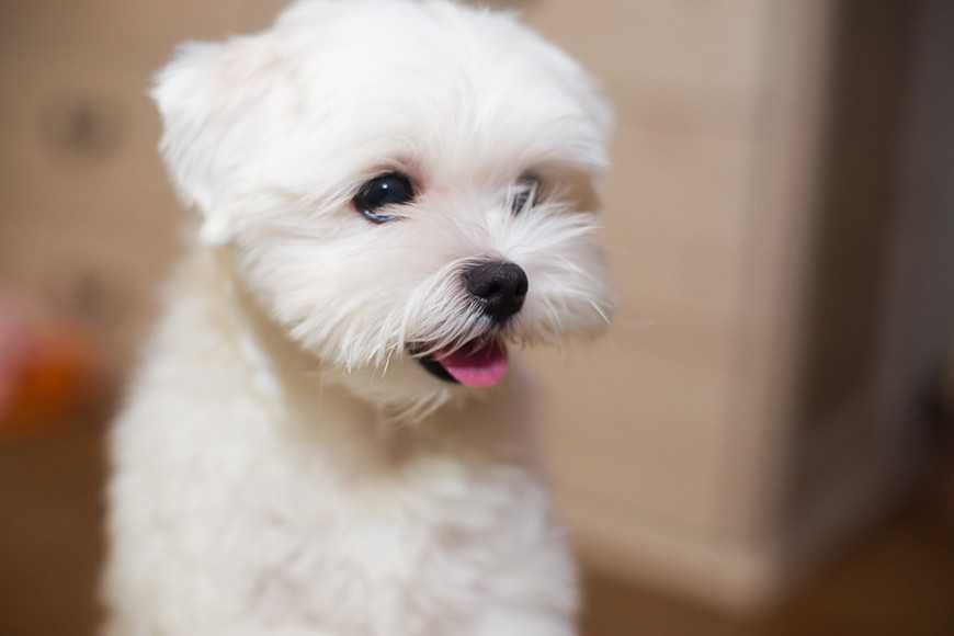 千萬注意！小型犬容易發生的5種健康問題！