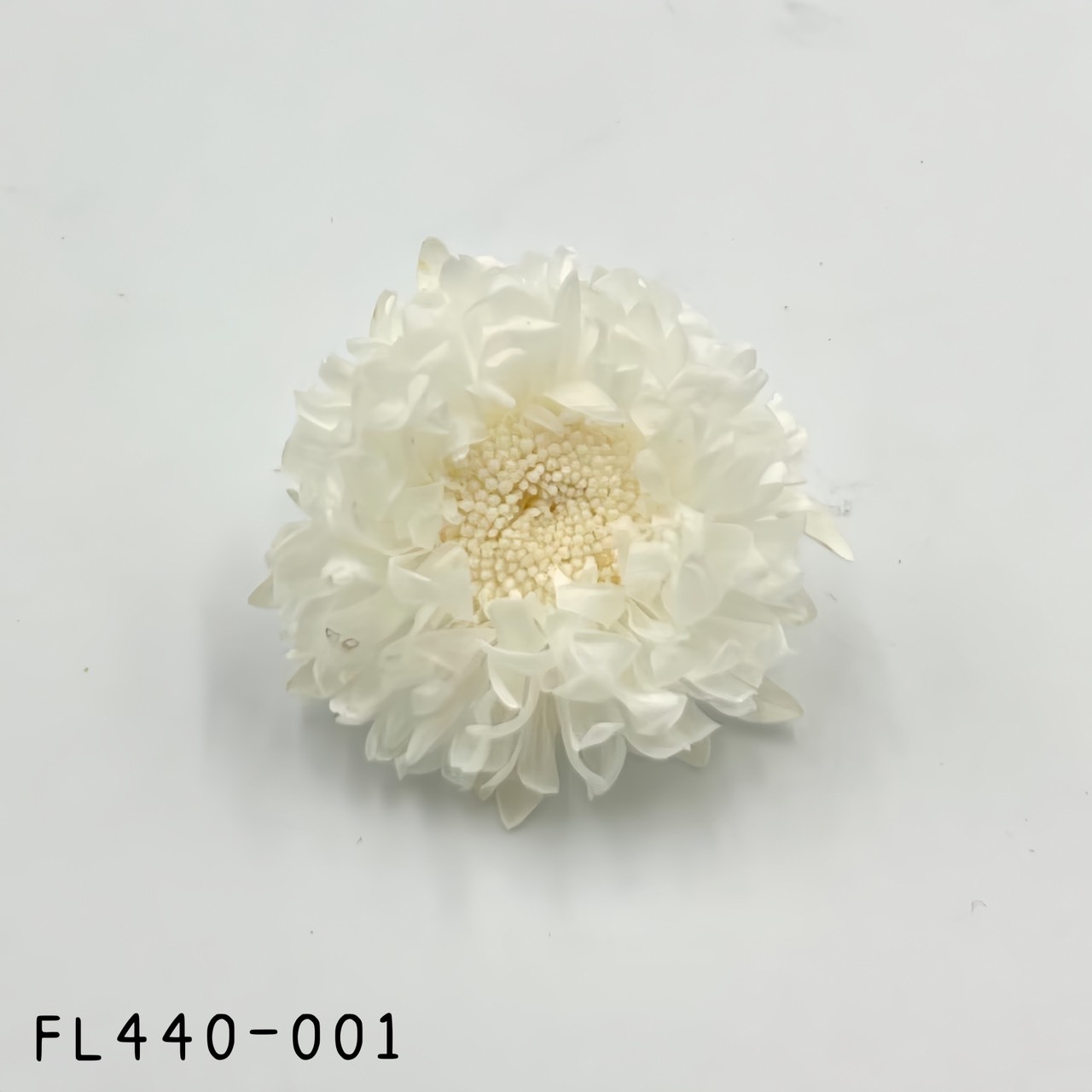 日本不凋雲南菊 FL440-001