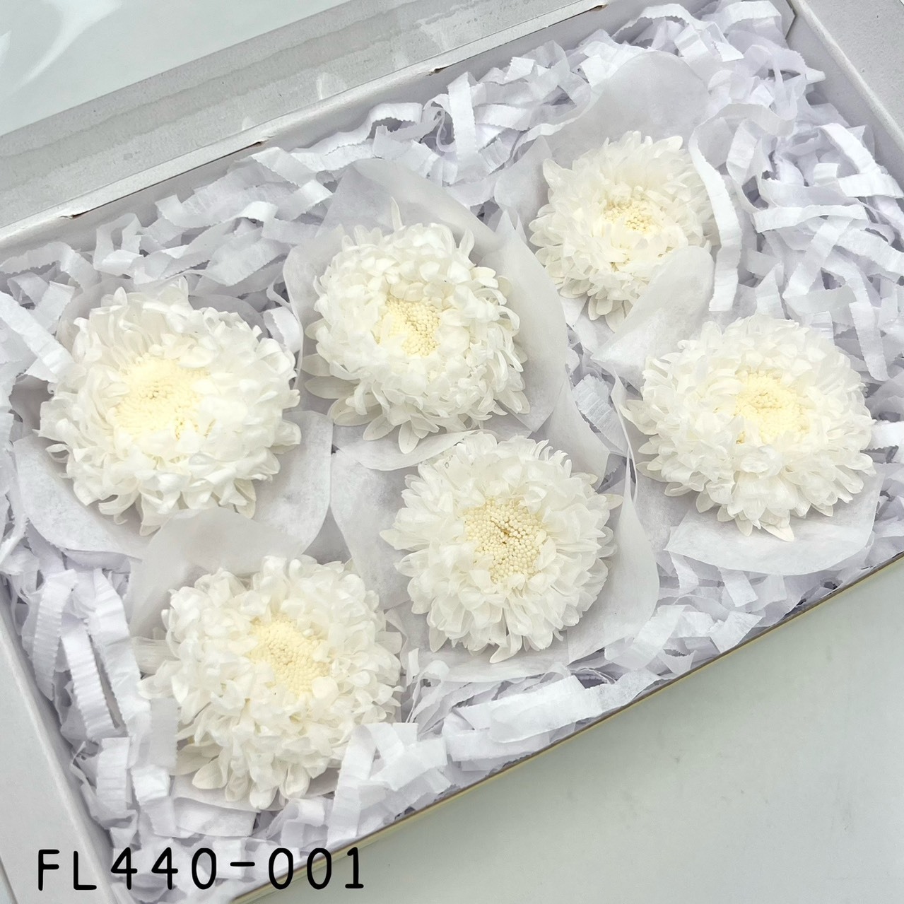 日本不凋雲南菊 FL440-001