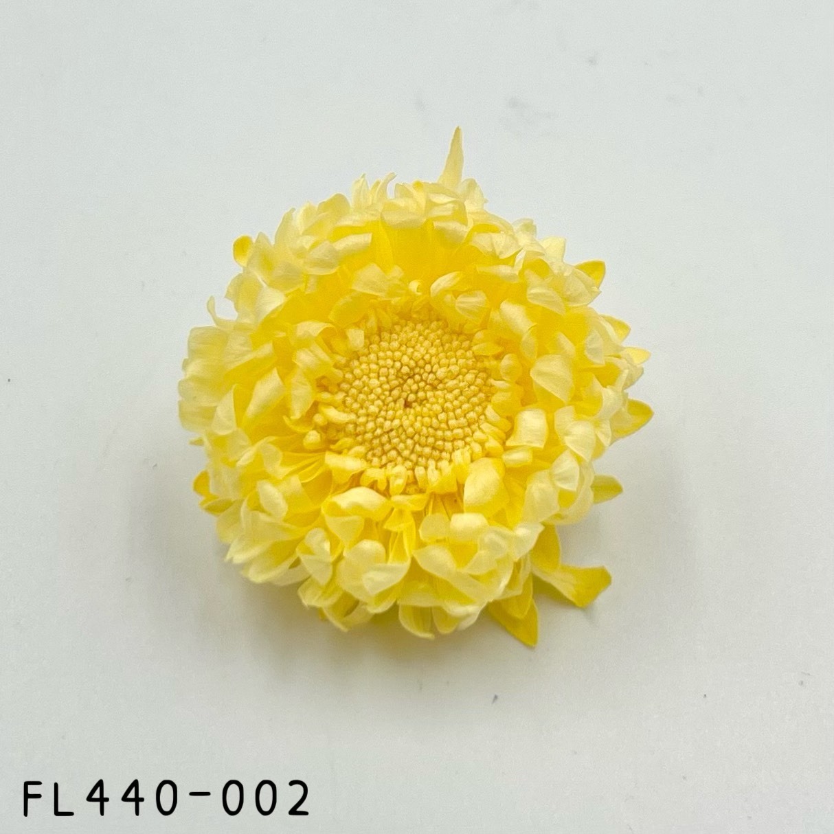日本不凋雲南菊 FL440-002