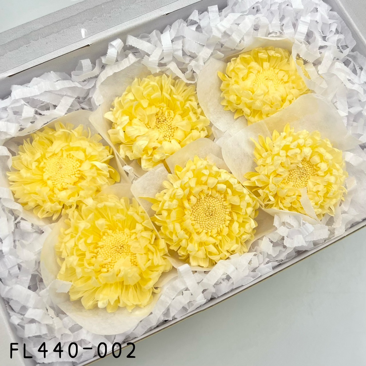 日本不凋雲南菊 FL440-002