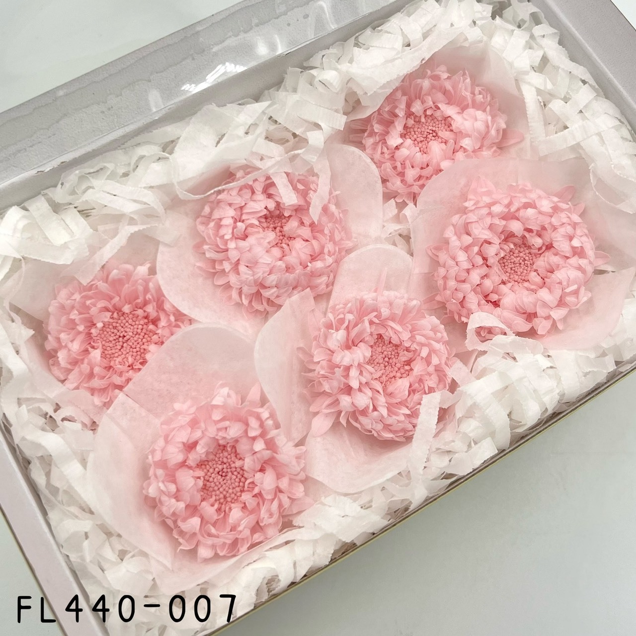 日本不凋雲南菊 FL440-007