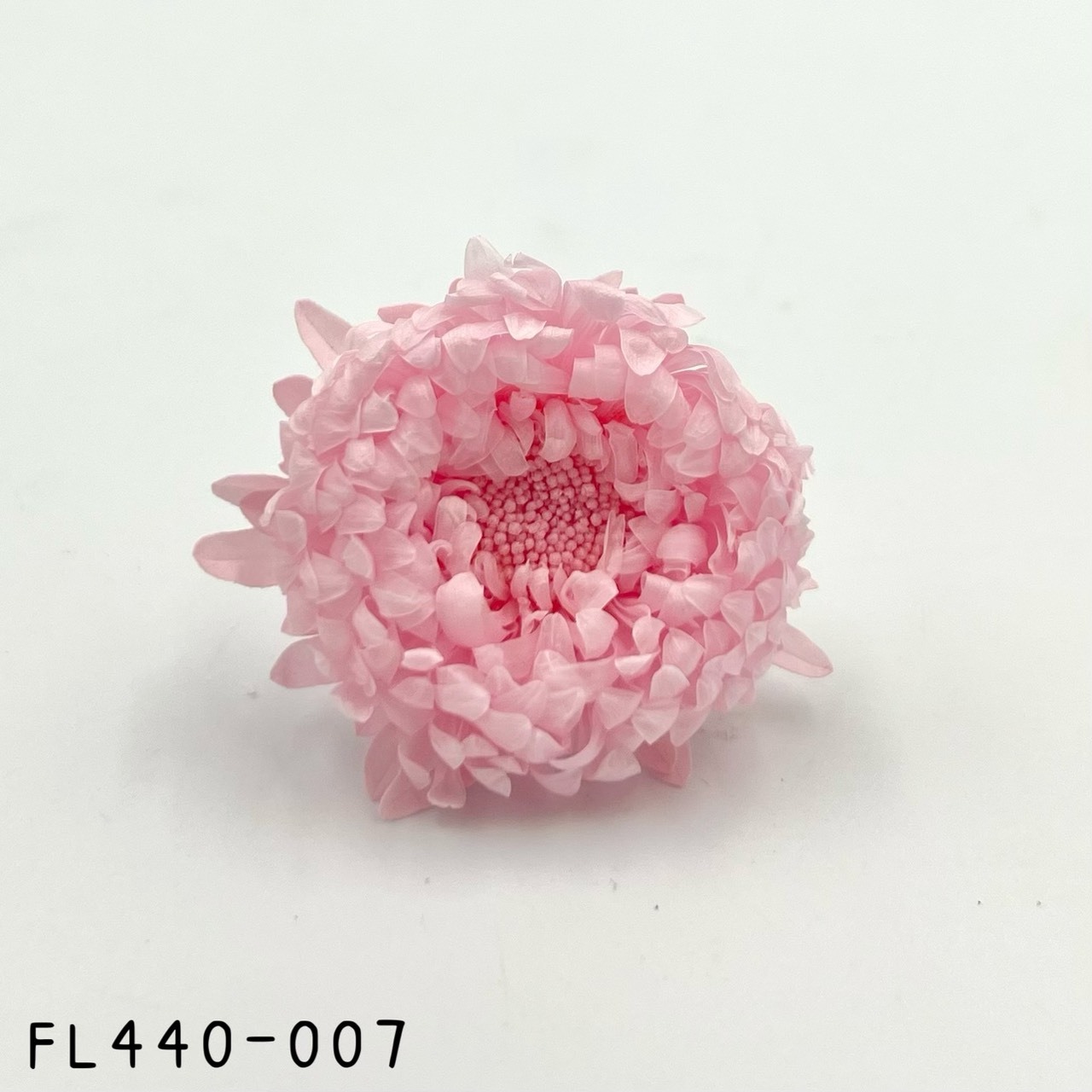 日本不凋雲南菊 FL440-007