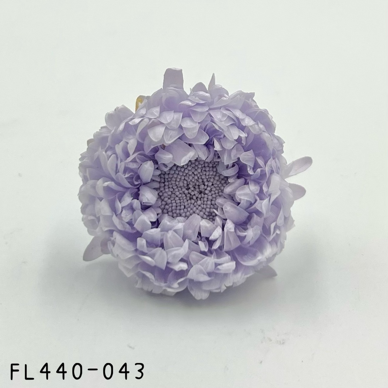 日本不凋雲南菊 FL440-043