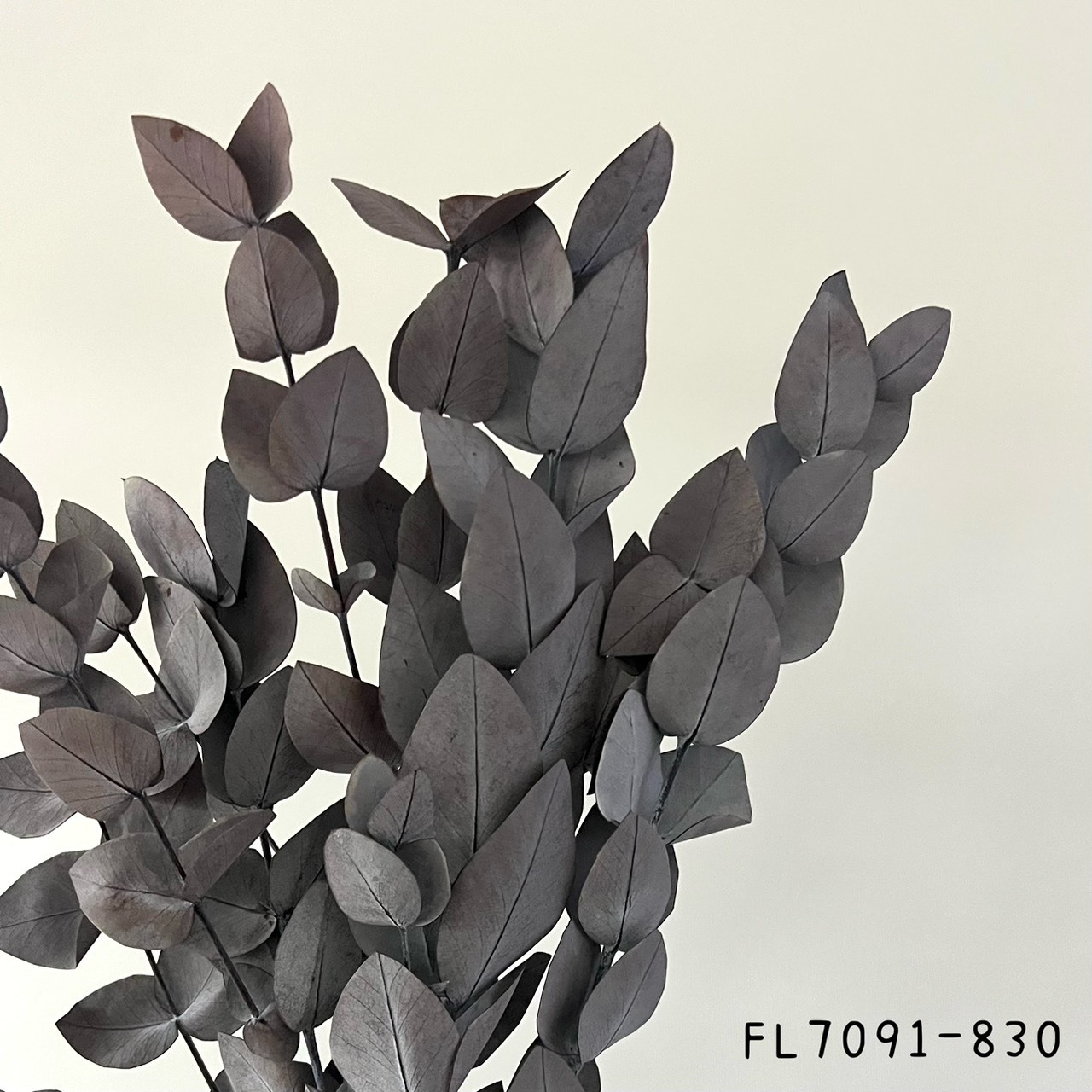 日本不凋小銀葉尤加利 FL7091-830