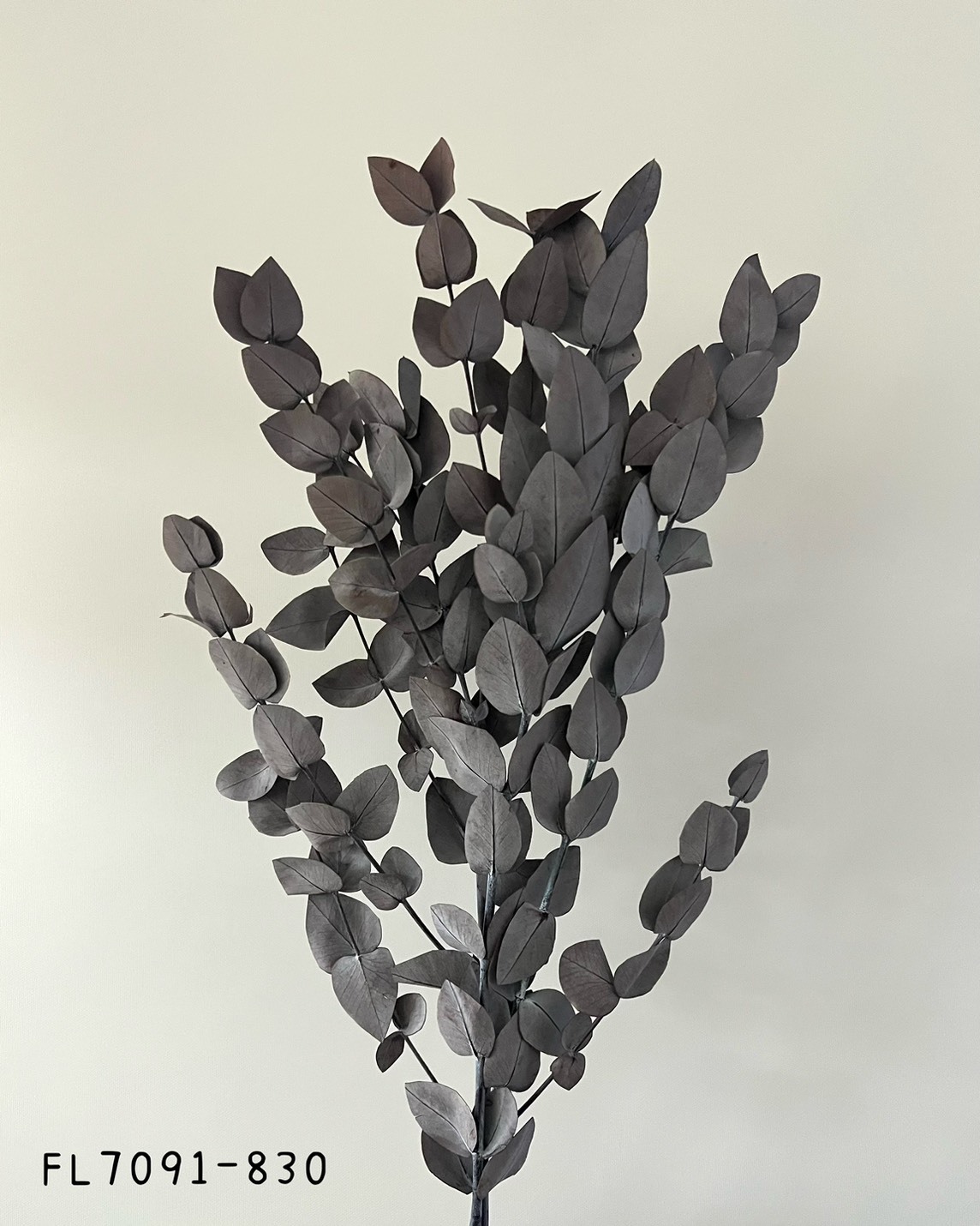 日本不凋小銀葉尤加利 FL7091-830