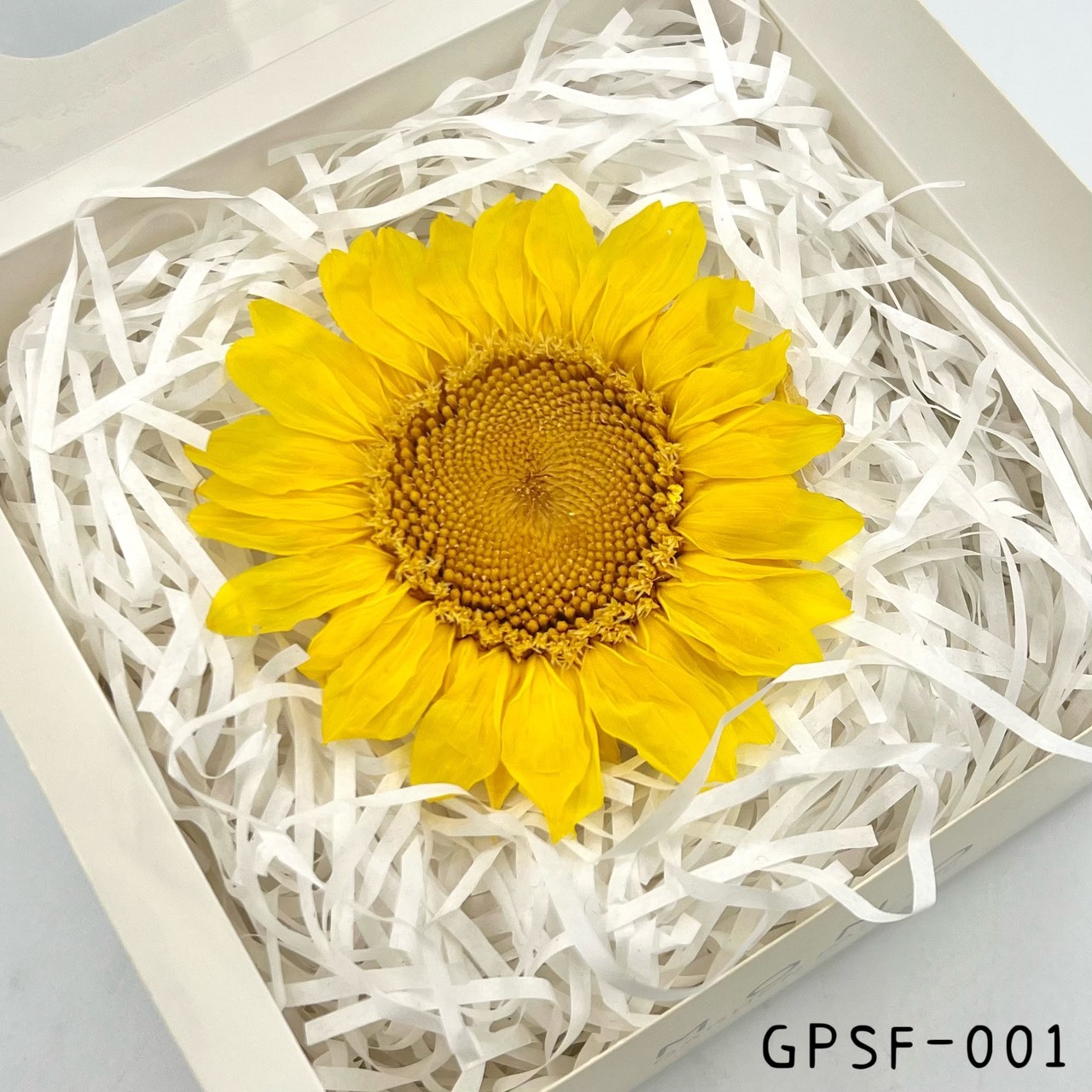 日本不凋向日葵 GPSF-01