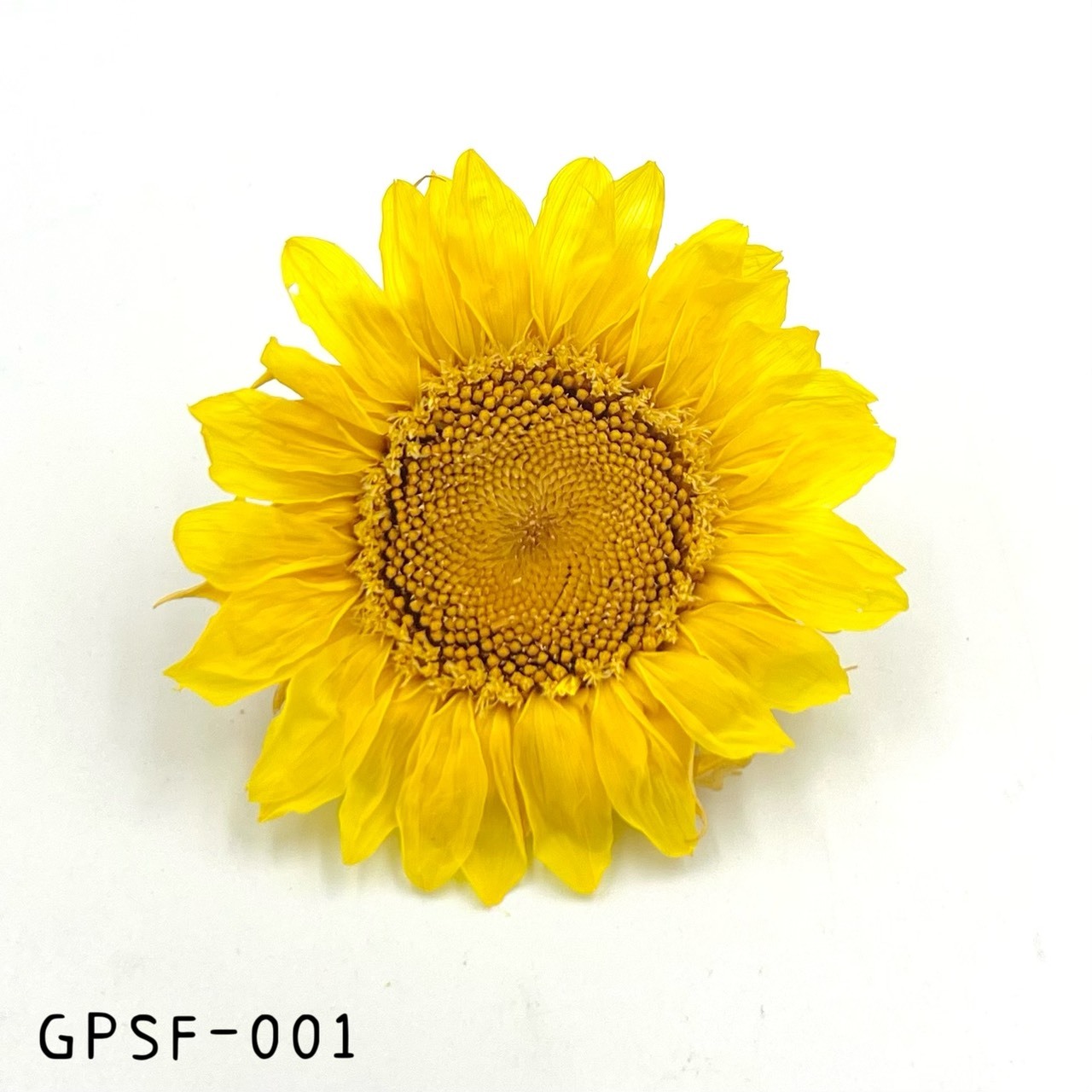 日本不凋向日葵 GPSF-01