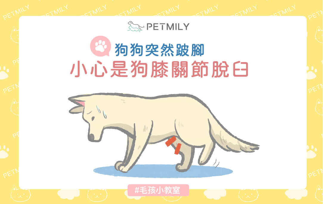 狗狗跛腳怎麼辦？膝關節易位4大重點一次掌握！