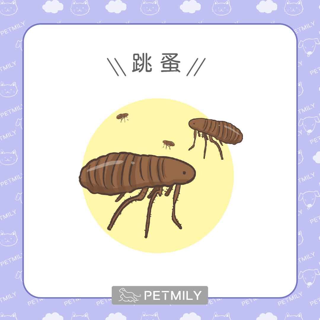 跳蚤