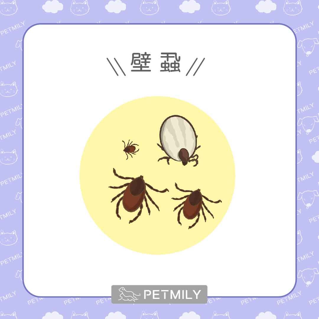 壁蝨