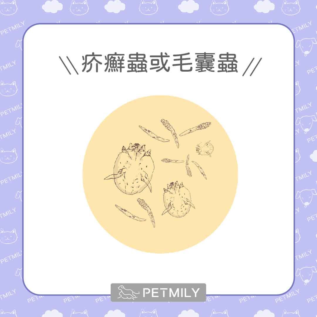 疥癬蟲或毛囊蟲