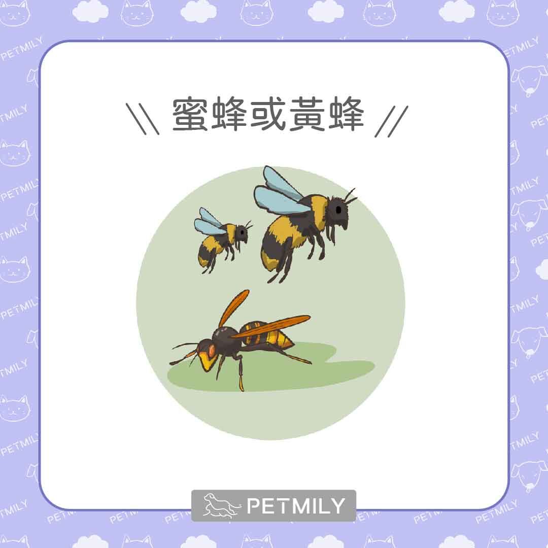 蜜蜂與黃蜂