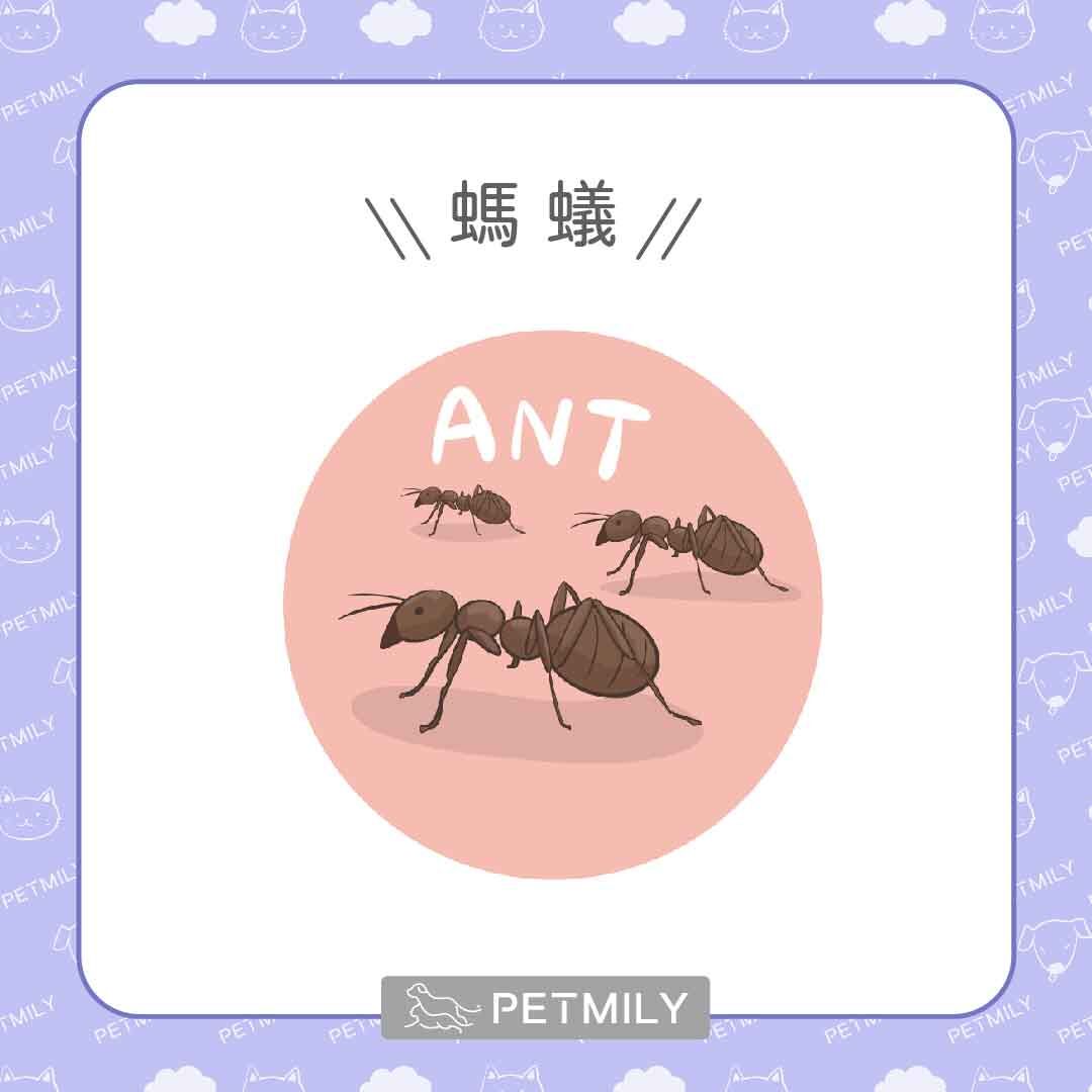 螞蟻