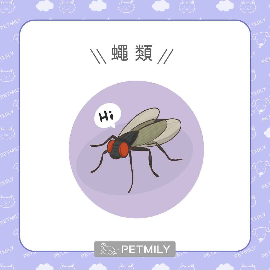 蠅類