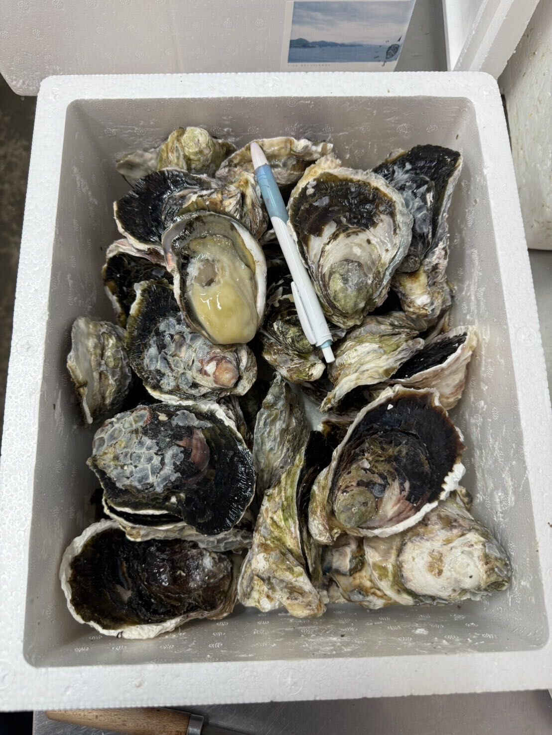 養殖岩牡蠣 島根 隠岐