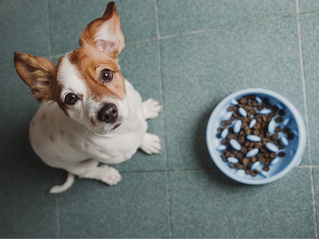 使用慢食碗