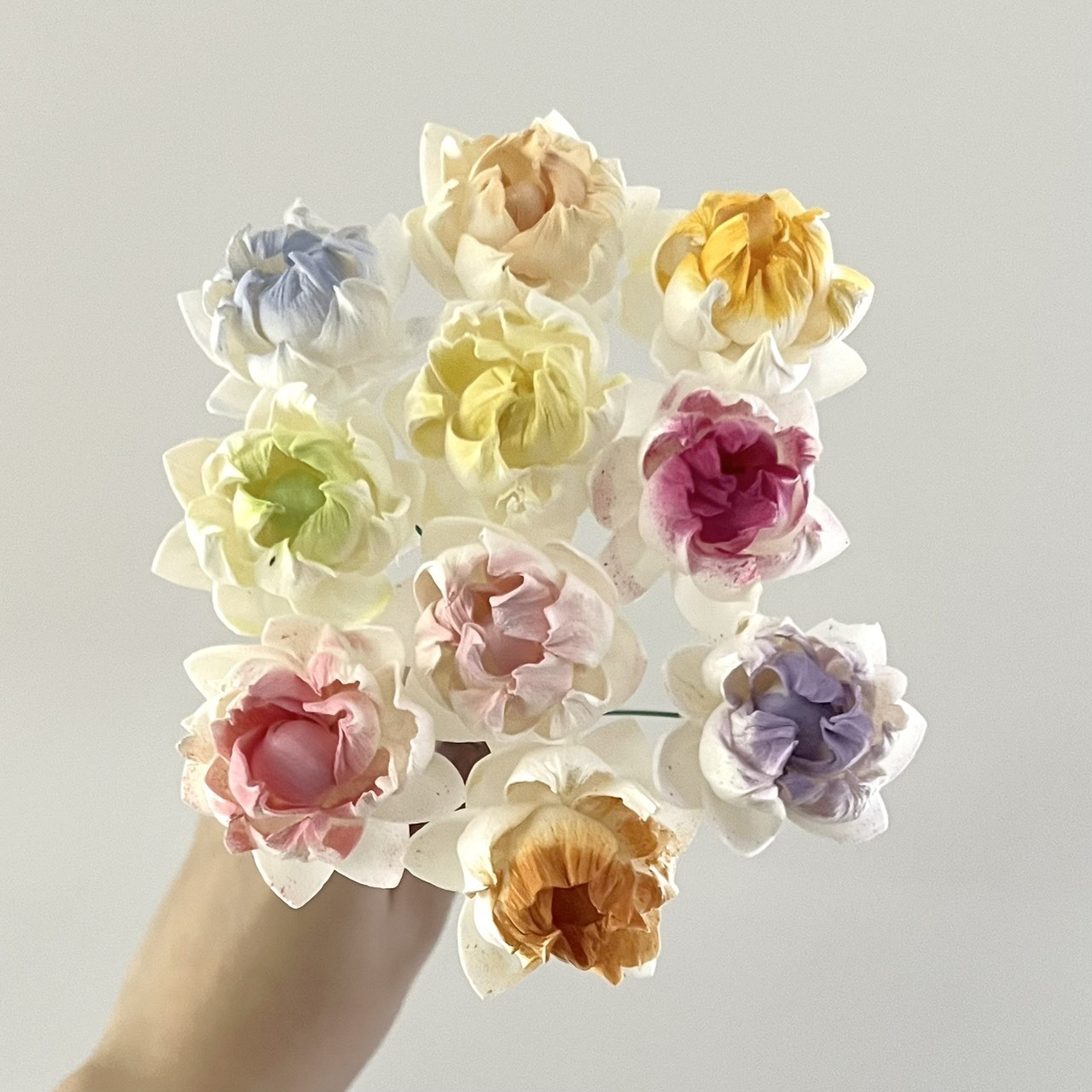 泰國索拉花 尖葉牡丹 4CM <十支一把> (高品質)