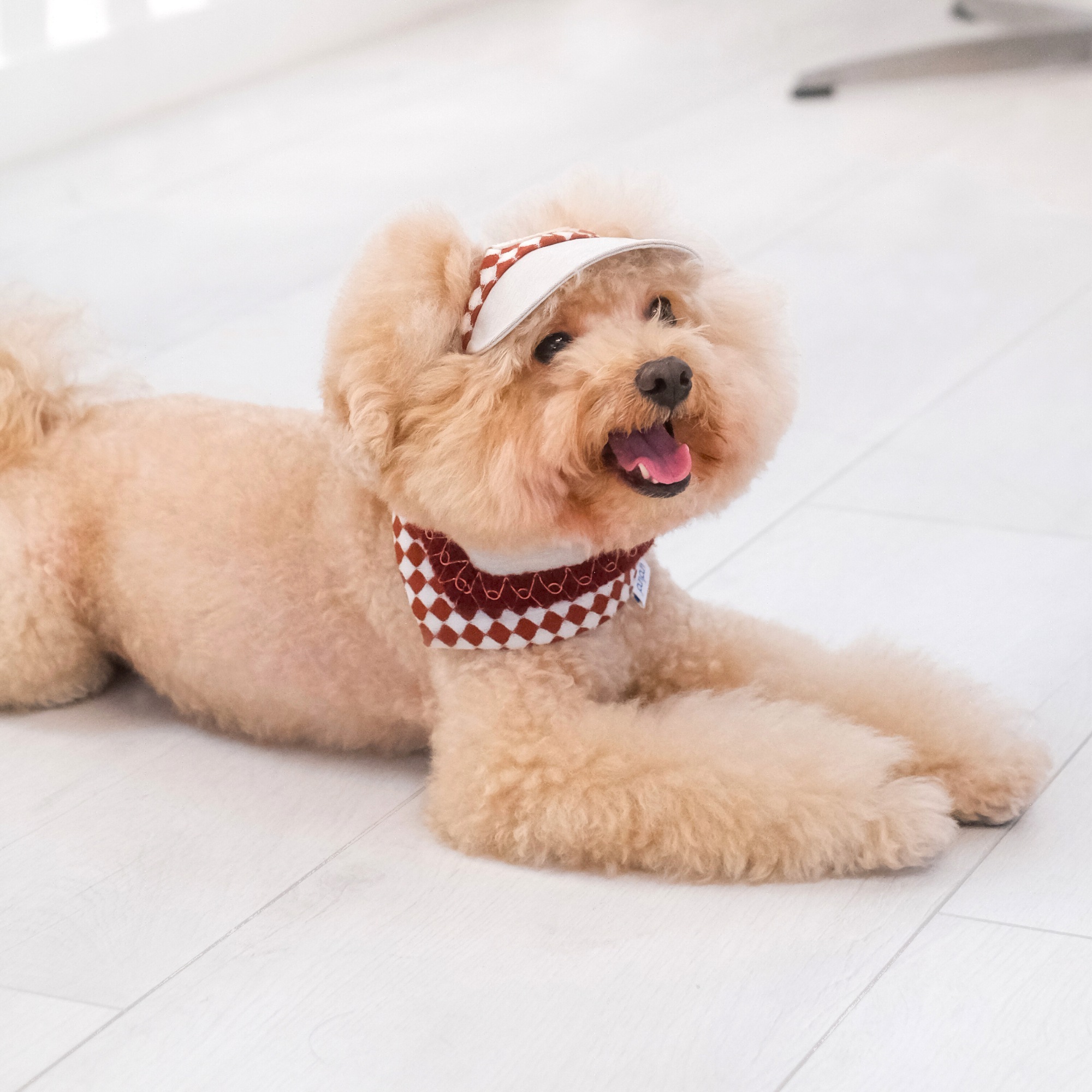 PuriPuri® 寵物領巾 - 夢遊仙境