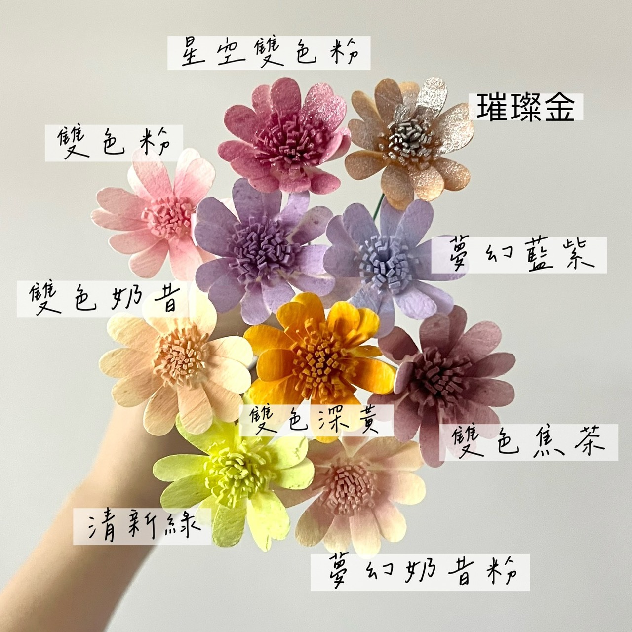 泰國索拉花 瑪格麗特 4CM <十支一把> (高品質)