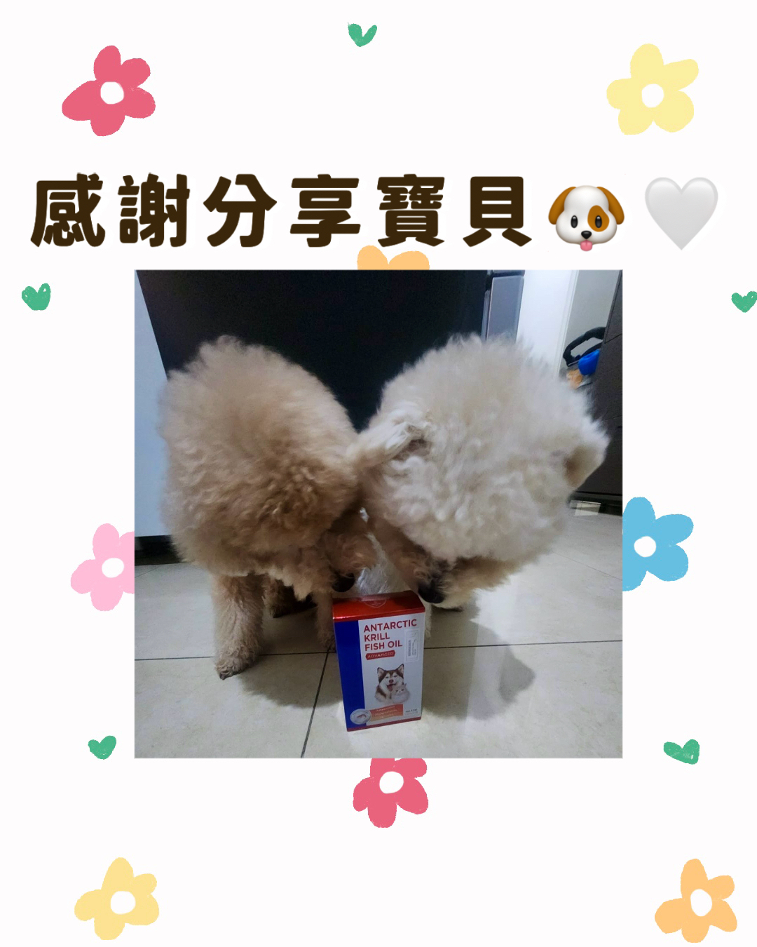 Bungener 博根拿金盾南極磷蝦魚油